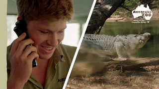 An incredible croc on the Steve Irwin Wildlife Reserve | Wildlife Warriors Missions