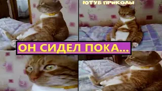 🤣СМЕШНЫЕ КОШКИ / ПРИКОЛЫ С КОШКАМИ:самый спокойный кот в мире! я ржал пол часа,смешно до слез!🤣