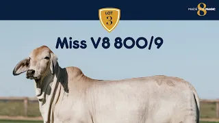 Miss V8 800/9 Brahman Heifer from Made for Magic VIII Online Sale