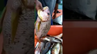 HASIL MANCING DI MUARA BEBANIR BERAU KALIMANTAN TIMUR