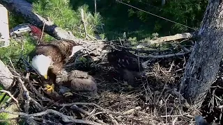 Trempealeau Eagles. Mr T arrives to steal breakfish. Feeds a few bites to TE2 first – 05-10-2024