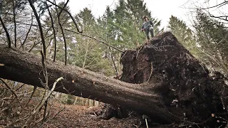 The BIGGEST TREE I've Ever Cut / 150 Years Old Spruce / Future Log Cabin Lumber