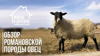 Обзор Романовской породы овец. Наконец-то я купил овец на племя. Мой опыт разведения.
