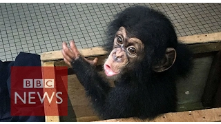 Baby chimp trafficking: Your phone is a reporter's phone [watch on mobile phone] - BBC News