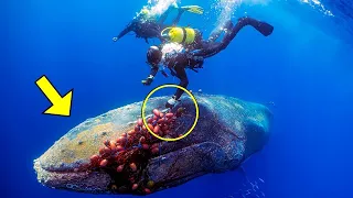 Divers rescue a trapped whale. You won't believe what happened next