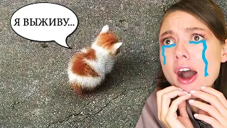 ПОПРОБУЙ НЕ ЗАПЛАЧЬ... ОТ СМЕХА 😲 САМЫЕ СМЕШНЫЕ КОТЫ и СОБАКИ из ТИК ТОКА