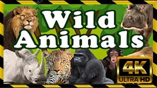 Amazing Animals With Unusual Superpowers - Wildlife Documentary HD | Get Smart