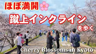 4/4(木)満開近し🌸京都の桜名所 蹴上インクラインを歩く【4K】Cherry Blossoms in Kyoto Keage Incline