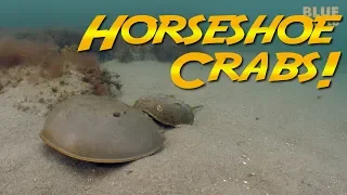 Why do Horseshoe Crabs Come to Massachusetts every year?