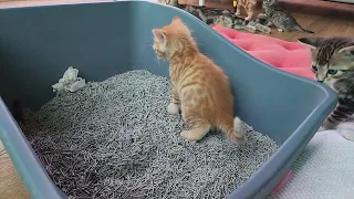 1 month kitten learn to use litter box for the first time!!