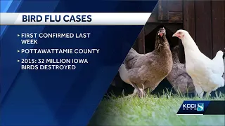 Disaster proclamation issued for northwest Iowa county as bird flu spreads