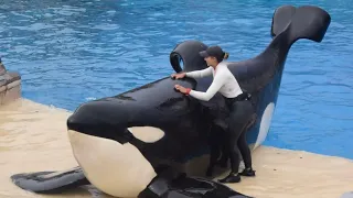 Keet, Ulises, Orkid, and Makani- Orca Encounter (Full Sow) at SeaWorld San Diego August 23, 2023