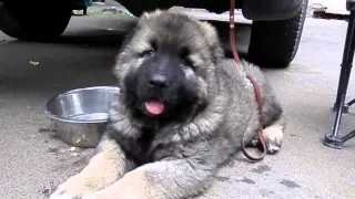 Щенок КАВКАЗСКОЙ ОВЧАРКИ и ЕГО ПАПА.Caucasian Shepherd Dog puppy Odessa.