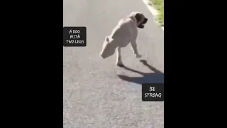 A DOG WITH TWO LEGS!        BE STRONG, BE DETERMINED