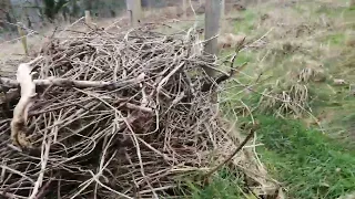 Using Buddleia cuttings for the dead hedge