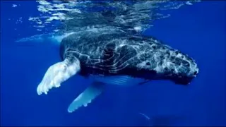 THE BEAUTIFUL SOUNDS OF WHALES COMMUNICATING :)