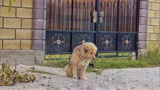 Owner Abandoned his Dog on the Street After Selling House