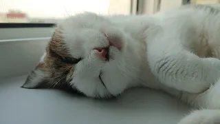 Anfisa cat dreams of birds and fish. Catches birds and fish in a dream. Found footage.