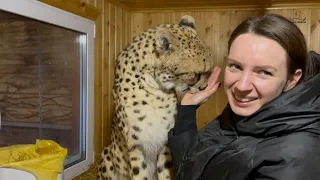 How Cheetah Gerda waits for Masha! The love between them!