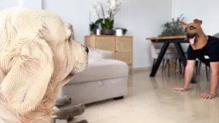 Golden Retriever Reaction to Owner in German Shepherd Mask!