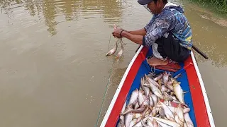 menjaring ikan lais ketika air di rawa mulai naik