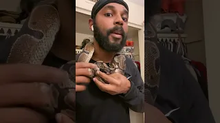 snake bites my neck part 1 #ballpython #snakebite