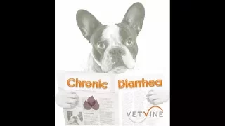 Considerations for Dogs with Chronic Diarrhea