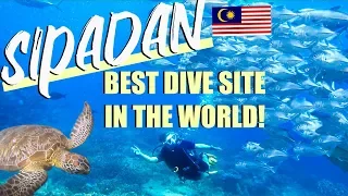 SIPADAN ISLAND SCUBA DIVING in SEMPORNA MALAYSIA (#1 DIVE SITE IN THE WORLD)