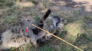 Мейн кун кот и  котята/Maine Coon cat and kittens. Большие кошки летом