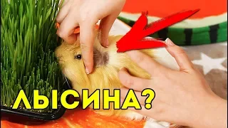 ПИТОМЦЫ ЛЫСЕЮТ?! Залысина За Ушами У Морской Свинки / SvinkiShow