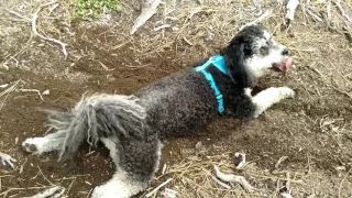 Buddy digs a hole while hiking and lays in it