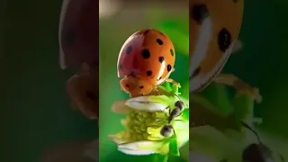 БОЖЬЯ КОРОВКА активно поедает тлю у вас на участке  #насекомые #ladybug #божьякоровка