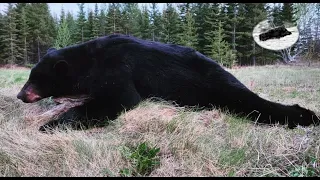 Hunting black bear in Canada 6,9ft bear down - best area in British Columbia