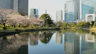 Beautiful Tokyo View in Spring 2020 & Cherry Blossoms (sakura) with Ambient Nature & Relaxation