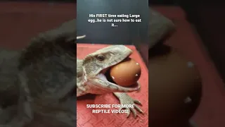 GIANT Monitor Lizard First Time Eating Eggs Simba The Savannah Is Confused... #shorts