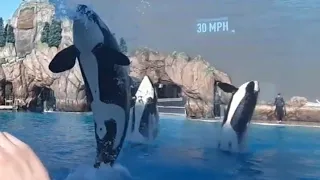 Orca Encounter (12/27/19 | Behaviors Only)