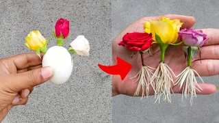 Whole world does not know this Method to grow Rose at your home