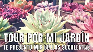 TOUR por mis SUCULENTAS, recorramos juntos MI JARDÍN