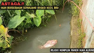 YA AMPUN.!! KOLAM WARGA JEBOL IKAN MELIMPAH DI SELOKAN PERUMAHAN || MANCING DISINI PANEN IKAN ALBINO