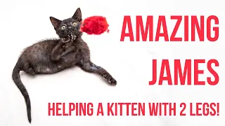 Helping a Kitten With No Back Legs (+ Tips for Mobility Challenged Kittens!)