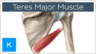 Teres Major Muscle - Origin, Insertion & Action - Human Anatomy | Kenhub