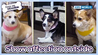 Only show affection when outside! [Dogs are incredible : EP.181-3] | KBS WORLD TV 230808