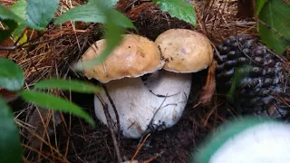 Foraging: Last HUGE haul of Porcini (Boletus edulis) for 2021| Wild Mushroom | South Australia