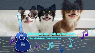 🎵Chihuahua (Cha Cha Cha) by The Golden Orchestra