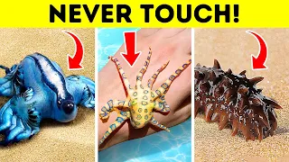 If You See These Pretty Creatures on the Beach, Never Pick Them Up!