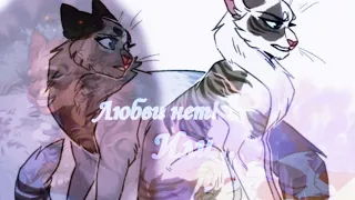 Клип Коты Воители|Cat Warrios Ivypool and Dovewing| Искра и Голубка "Любви нет!"√🖤Black Cat𓃠√