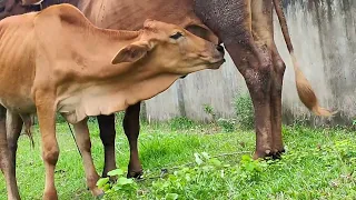 Amazing Video Of Cow Bull  | Short |Cute Animals