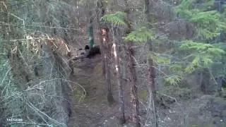 Bear Hunt