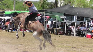 GANADORES FIESTA PROVINCIAL DEL TERNERO ENTRERRIANO 2023  #jaripeo #rodeo Cowboy  # horse videos