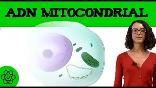 ADN mitocondrial 🧬